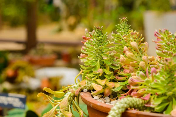 Fecha Planta Suculenta Euforbia Ritchiei Tricolor Jade Vaso Flores — Fotografia de Stock