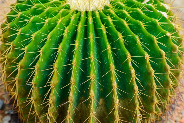 Close Thorn Cactus Texture Background — Stock Photo, Image