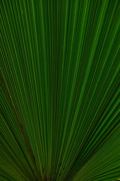 Primer Plano Las Hojas Textura Fondo Fondo Línea Verde Abstracto — Foto de Stock