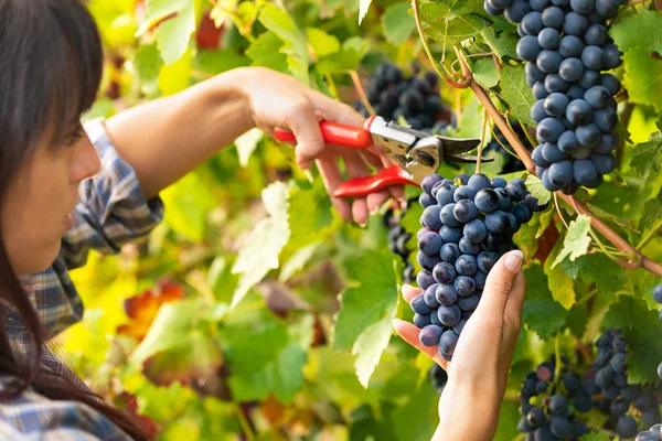 Jovem Mulher Bonita Colhendo Cachos Uvas Pretas Maduras Nas Videiras — Fotografia de Stock