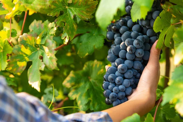 収穫の女性は 彼女の手の表示に近いのワイナリーのブドウ園内に秋の雰囲気に熟した黒ブドウの房します — ストック写真