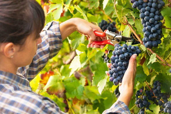 Mooie Jongedame Plukken Trossen Van Rijpe Zwarte Druiven Wijnstokken Een — Stockfoto