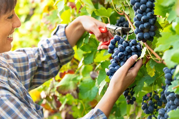 Jonge Gelukkig Lachende Vrouw Plukken Trossen Van Rijpe Zwarte Druiven — Stockfoto