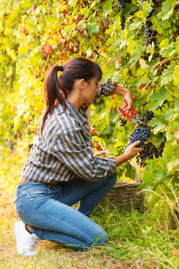 Malzeme çekme çekici genç kadın grup makasla kesme için sonbahar crouching içinde hasat sırasında bir Şaraphane Üzüm üzüm demet