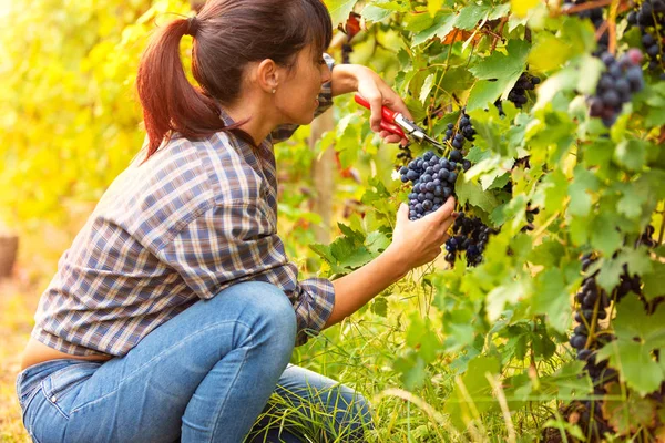 魅力的な若い女性を選ぶが束をチョキンと切るにうずくまって秋の収穫時にワイナリーのブドウ畑のブドウの房します — ストック写真