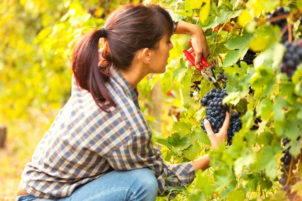 Attraente Giovane Donna Che Raccoglie Grappoli Uva Vigneto Una Cantina — Foto Stock