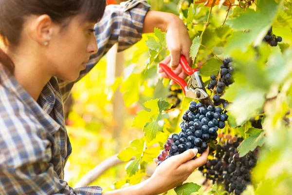 Aantrekkelijke Jonge Vrouw Plukken Trossen Druiven Een Wijngaard Van Producent — Stockfoto