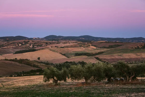 Toscane platteland panorama met olijfbomen — Stockfoto