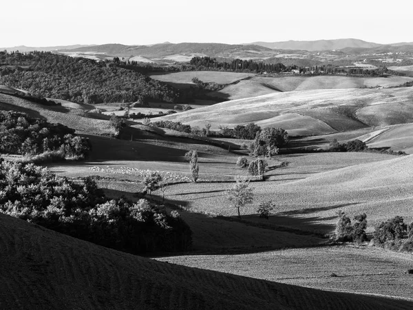 Toscane platteland Panorama in de ochtend, zwart-wit — Stockfoto