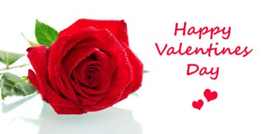 Sevgililer günü. Parlak kırmızı gül ve beyaz arka plan üzerinde izole yazıt için yer