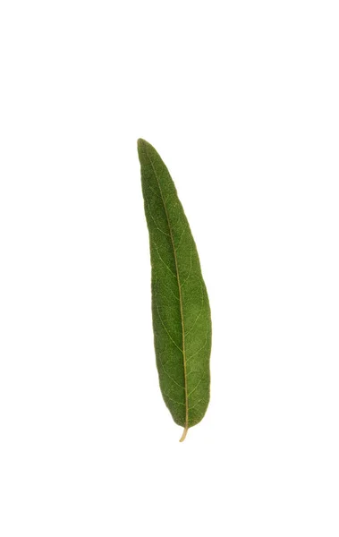 Ein Frisches Saftiges Olivenblatt Isoliert Auf Weißem — Stockfoto