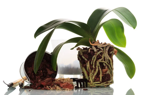Proceso Trasplante Orquídeas Phalaenopsis Hogar Aislado Sobre Fondo Blanco — Foto de Stock