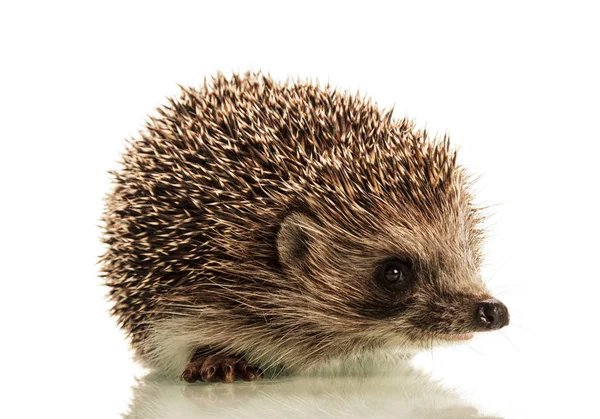 Beautiful Cute Prickly Hedgehog Isolated White Background — Stock Photo, Image