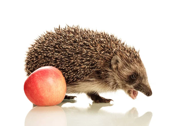 Vacker Söt Liten Igelkott Med Öppen Mun Och Ett Äpple — Stockfoto