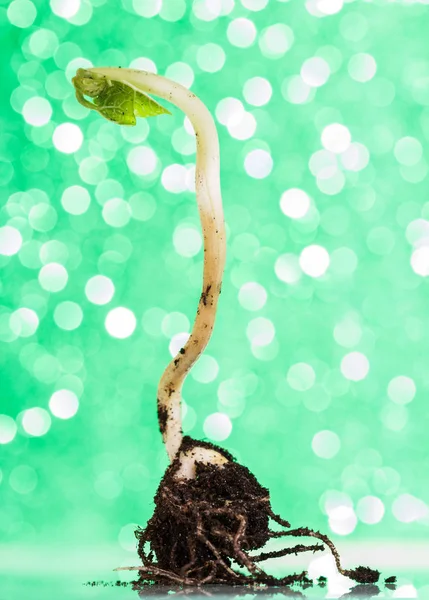 Concept of the origin of life. Young sprout in the ground on a g — Stock Photo, Image