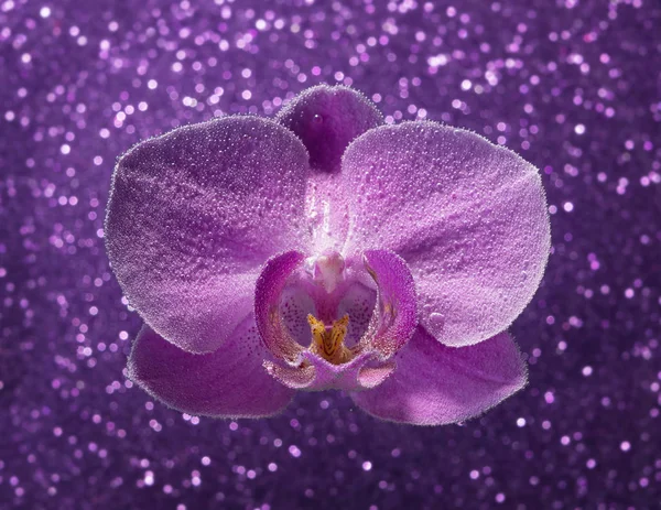 Purple flower orchid phalaenopsis in soda water on sparkling bac — Stock Photo, Image