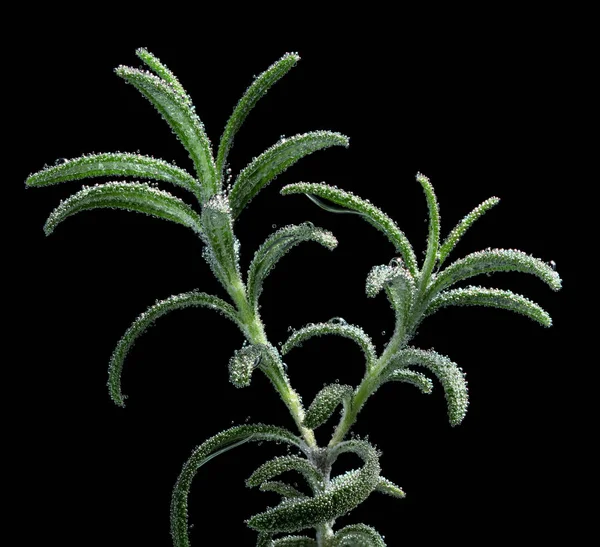 Branch of rosemary macro in soda water with droplets isolated on — Stock Photo, Image