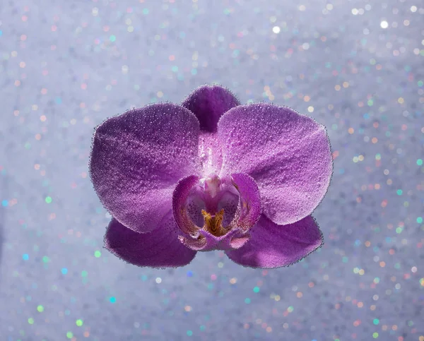 Mor çiçek orkide phalaenopsis spar üzerinde damla soda suda — Stok fotoğraf