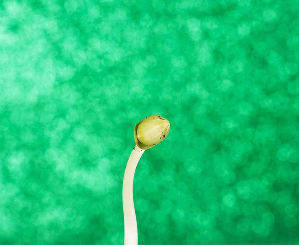 Biochemistry. Young sprout grows from the grain on bright green — Stock Photo, Image