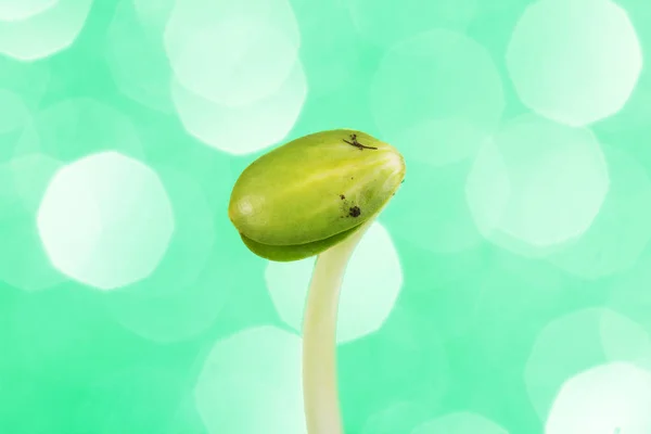 Germogliato giovane germoglio del seme su verde — Foto Stock