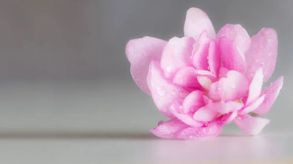 水滴の中のヴィオラのピンクの花がグレーにクローズアップ — ストック写真