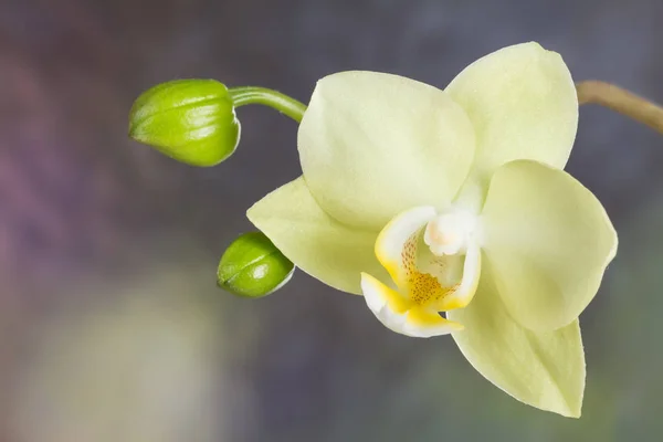 Gri arka planda sarı güzel çiçek Phalaenopsis orkide ve tomurcuklar — Stok fotoğraf