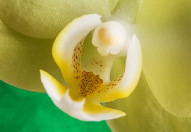 Makro. Sarı çiçek orkide Phalaenopsis yaprakları