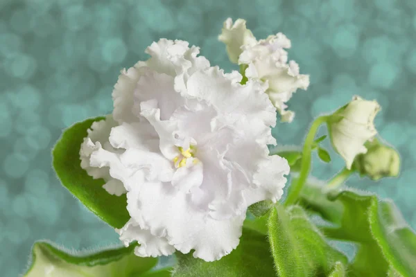 Makro. Spitze weiße Blumen die Heimat von Veilchen auf türkisfarbenem Hintergrund — Stockfoto