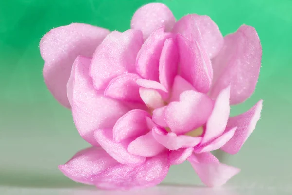 De roze Violette bloem close-up op een licht groene achtergrond — Stockfoto