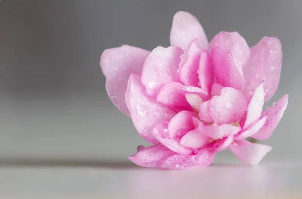 Delikatny i piękny Viola kwiat różowy w kropli wody na szarym tle — Zdjęcie stockowe