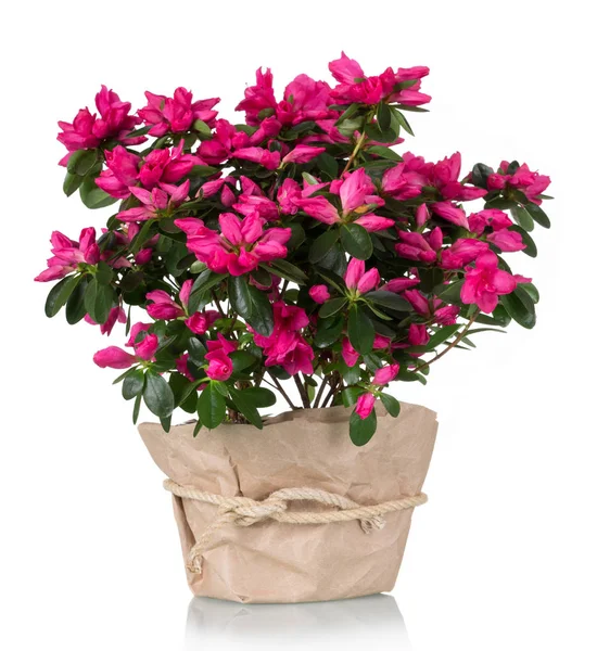 Lyxig Azalea Blomma Rosa Kruka Isolerad Vit Bakgrund — Stockfoto