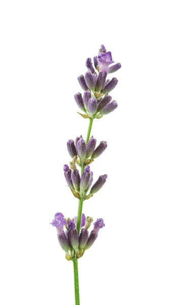 Fragrant fresh lavender flowers branch isolated on white — Stock Photo, Image