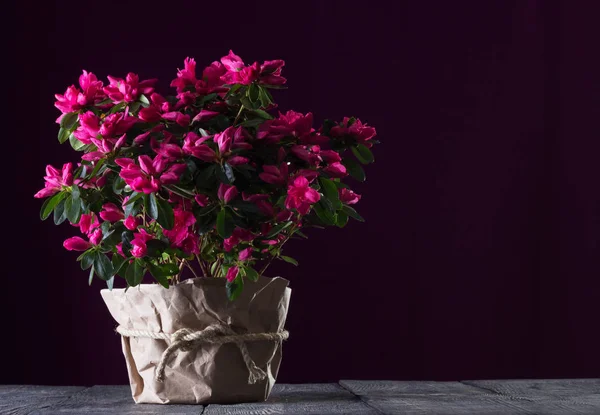 Vackra ljusa bukett röda azaleor på brädorna på Dark ba — Stockfoto