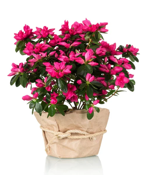 Azalea blomma i potten i kraftpapper isolerad på vitt — Stockfoto