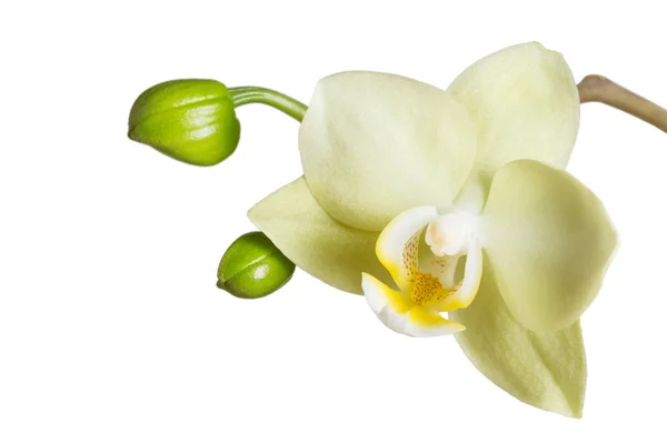 Flor amarelo Phalaenopsis orquídeas isoladas sobre fundo branco — Fotografia de Stock