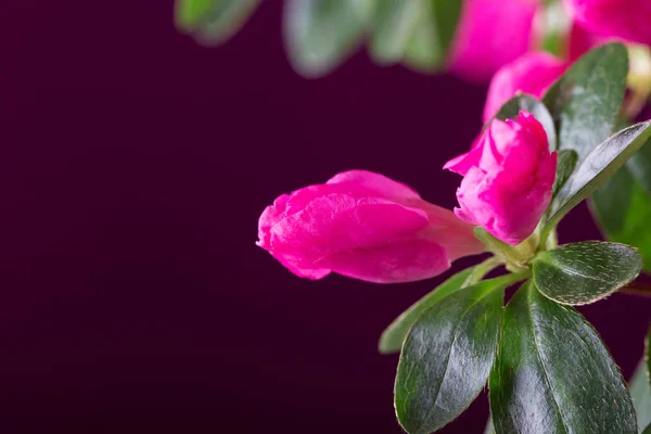 Jasny piękny Azalea kwiat zbliżenie na ciemnoczerwony — Zdjęcie stockowe