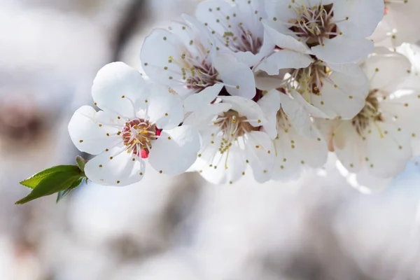 春。アプリコットの木の最初の花。クローズ アップ。繊細な花びら — ストック写真