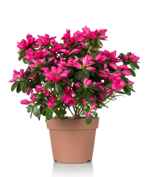 Azalea flower is in the pot. Bright beautiful pink flowers isolated on white — Stock Photo, Image