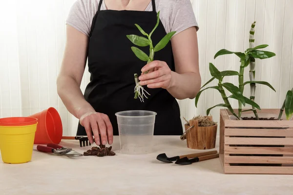 Woman Transplanting Young Orchids Moss Pots Housewife Taking Care Home — Stock Photo, Image