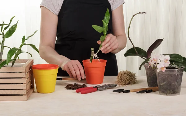 Woman Transplanting Orchid Flower Pot Table Inventory Closeup — Stock Photo, Image