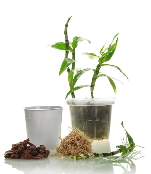 Dendrobium Sprout Prepared Transplantation New Pot Closeup Shot Isolated White — Stock Photo, Image