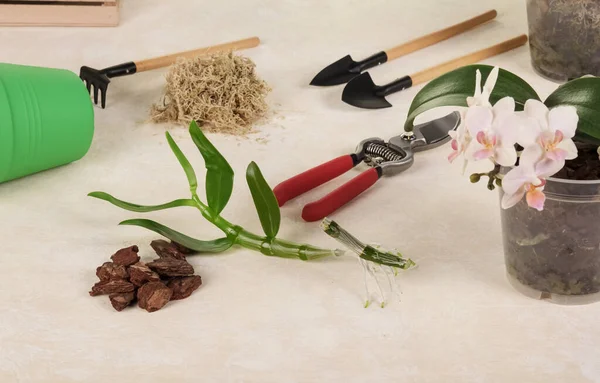 Dendrobium Sprossen Und Phalaenopsis Blühen Umgeben Von Orchideenpflegewerkzeugen Ansicht Von — Stockfoto