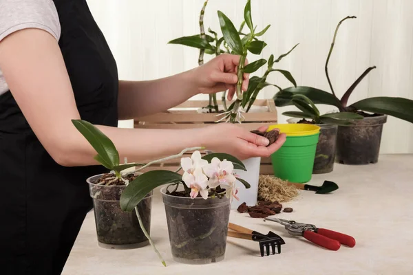 Liebstes Hobby Das Mädchen Verpflanzt Ein Blütendendrobium Nobile Auf Hellem — Stockfoto