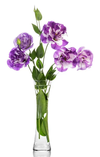 Delicati Fiori Eustoma Viola Vaso Trasparente Isolato Sfondo Bianco — Foto Stock