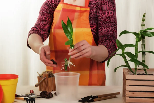 Home Hobby Process Transplanting Orchid Dendrobium Nobile Adult Woman — Stock Photo, Image