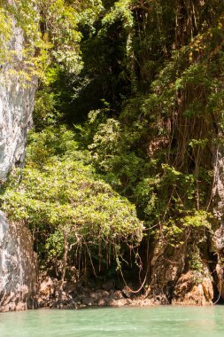 Ormanı olan bir adada kayalık bir sahil.