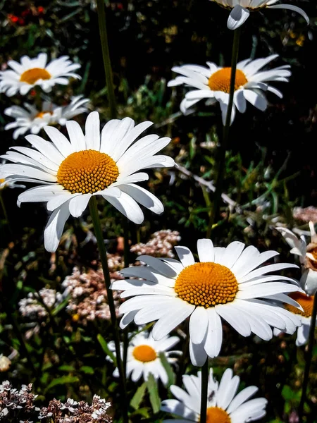 Margaridas Flores Crescendo Através Elo Cadeia Cerca Quintal — Fotografia de Stock