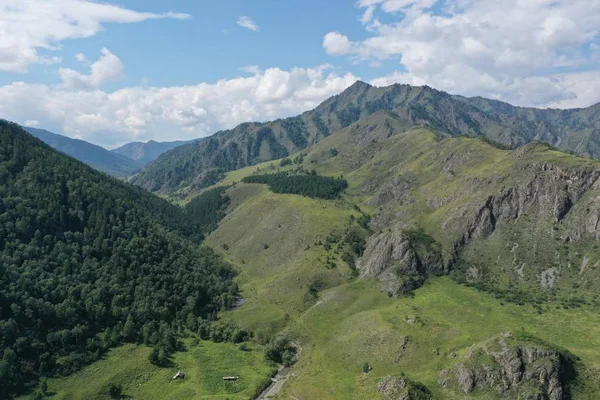bir dağ yamacında ağaçlar ve çim, dağ Altay, Ağustos yaz ayı