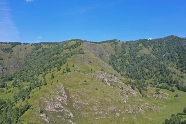 Bäume Und Gras Berghang Berg Altai Sommermonat August — Stockfoto