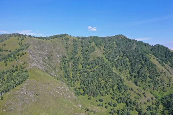 Arbres Herbe Sur Flanc Montagne Montagne Altaï Mois Été Août — Photo